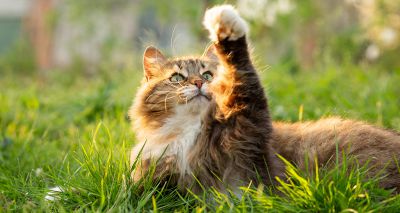 ICatCare launches International Cat Day 2025